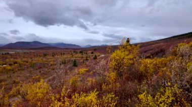 Tundra 'nın sonbahar döneminde Denali Ulusal Parkı, Alaska' daki manzarası.