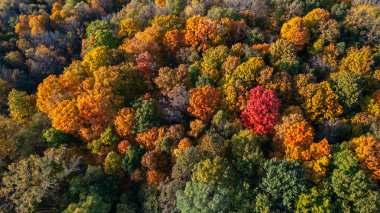 Sonbahar zamanı, Maybury Eyalet Parkı, Michigan 'daki ağaçların hava manzarası..