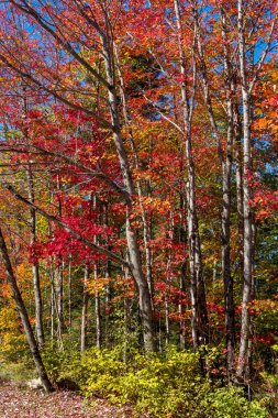 Vermont 'taki Groton eyalet parkında sonbahar manzarası.