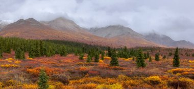 Tundra 'nın sonbahar mevsiminde Denali Ulusal Parkı, Alaska' daki manzarası.