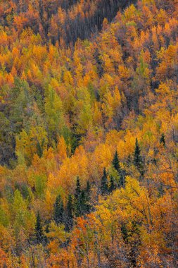 Alaska 'da sonbahar ağaçlarının parlak rengarenk yaprakları var.