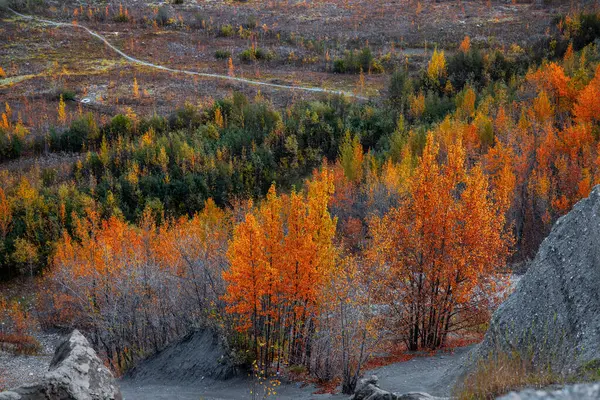 Sonbahar zamanı Alaska kırsalında parlak sonbahar yapraklarıyla manzara..