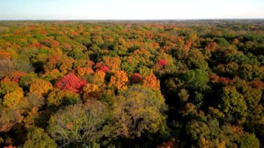 Michigan 'daki Maybury Eyalet Parkı' ndaki renkli sonbahar ağaçlarının hava manzarası.