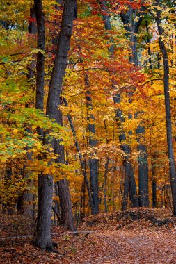 Sonbahar boyunca Novi, Michigan 'da renkli akçaağaç ağaçlarıyla Maybury Eyalet Parkı
