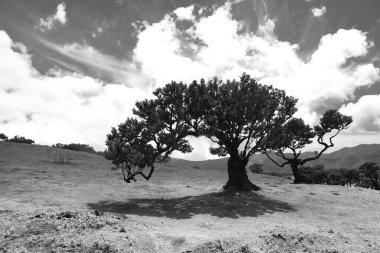 Portekiz 'in Madeira Adası' ndaki Fanal ormanında eşsiz Fanal ağaçları..