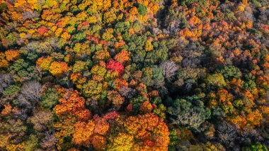 Sonbahar zamanı, Maybury Eyalet Parkı, Michigan 'daki ağaçların hava manzarası..