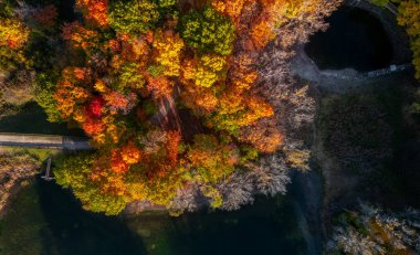 Sonbahar zamanı gökyüzü manzaralı ağaçlar, Maybury Eyalet Parkı, Michigan.