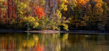 Michigan 'daki Maybury Eyalet Parkı' nda göl kıyısında renkli sonbahar ağaçları.