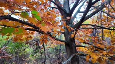 Sonbahar mevsiminde parlak meşe ağacının yakın görüntüsü.
