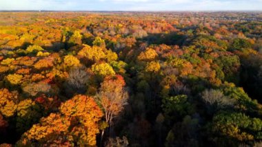 Michigan 'daki Maybury Eyalet Parkı' ndaki renkli sonbahar ağaçlarının hava manzarası.