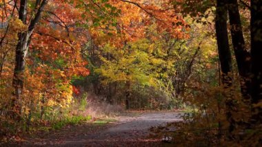 Sonbahar boyunca Novi, Michigan 'da renkli akçaağaç ağaçlarıyla Maybury Eyalet Parkı manzarası