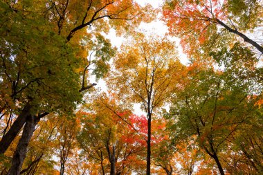 Sonbahar boyunca Novi, Michigan 'da renkli ağaçlarla Maybury Eyalet Parkı.