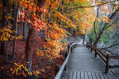 Sonbahar boyunca Michigan 'da Maybury Eyalet Parkı' nda yürüyüş yaparken renkli sonbahar yaprakları..
