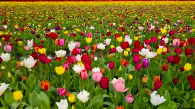Hollanda 'da parlak renkli lale tarlalarının havadan görünüşü gelişir..
