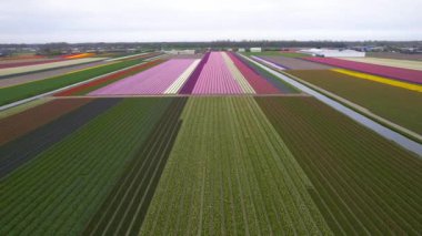 Hollanda 'da parlak renkli lale tarlalarının hava manzarası gelişiyor..