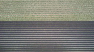 Bahar zamanı renkli lale ve diğer alanların hava görüntüsü.