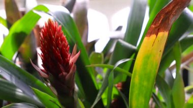 Phipps Konservatuvarı 'ndaki serada ve Pittsburgh, Pennsylvania' daki Botanik Bahçelerinde bitkiler..