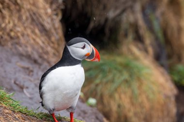 Kuzey İzlanda 'da çekilen şirin Atlantik martı kuşunun portresi