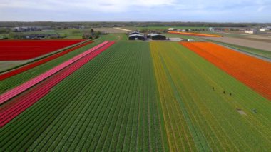 Hollanda 'da parlak renkli lalelerin ve diğer çiçek tarlalarının havadan görünüşü.
