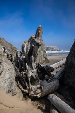 Oregon 'daki Bandon plajında deniz yığınları ve ölü ağaçlar mavi gökyüzüne karşı