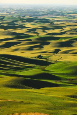 Washington, Palouse 'daki Steptoe Butte' den yayılan buğday tarlalarının manzarası.