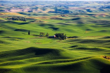 Washington, Palouse 'daki Steptoe Butte' den yayılan buğday tarlalarının manzarası.