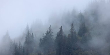 Alaska kırsalında sonbahar zamanı manzaralı dağ yamacı yoğun sise yakalanır..