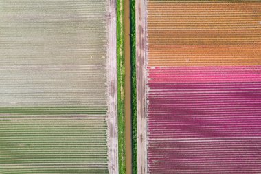 Aerial view of colorful Tulips and Hyacinth fields l pattern during spring time in the Netherlands. clipart