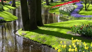 Hollanda Lisse 'deki Keukenhof Bahçeleri' nin parlak çiçek sergisiyle