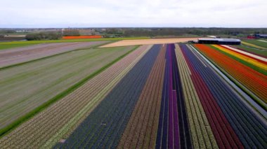 Hollanda 'da parlak renkli lalelerin ve diğer çiçek tarlalarının havadan görünüşü.