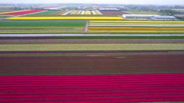 Hollanda 'da parlak renkli lalelerin ve diğer çiçek tarlalarının havadan görünüşü.