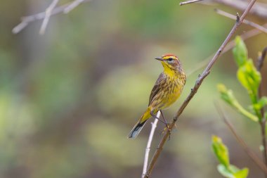 Kuzey Ohio 'daki Magee Marsh Vahşi Yaşam Bölgesi' ndeki Palm warbler kuşunun yakın görüntüsü