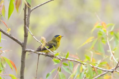 Close up view of Wilson's warbler bird in Magee Marsh Wildlife Area, in Northern Ohio clipart