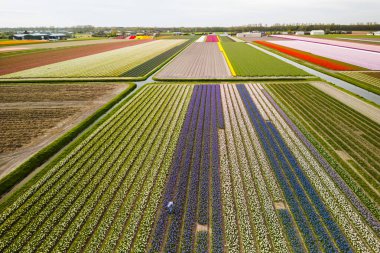 Hollanda 'da bahar zamanı kanalın yanı sıra renkli lalelerin, nergislerin ve sümbül tarlalarının hava manzarası.