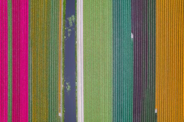 Hollanda 'da bahar zamanı kanalın yanı sıra renkli lalelerin, nergislerin ve sümbül tarlalarının hava manzarası.