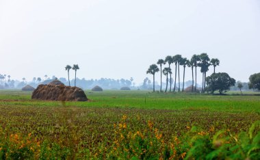 Puslu çeltik tarlaları Andhra pradesh, Hindistan 'da sabah vakti.