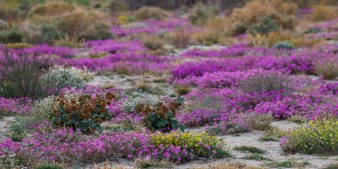Renkli kır çiçeklerinin panoramik manzarası Anza Borrego Eyalet Parkı, Kaliforniya 'da bahar zamanı çiçek açıyor.