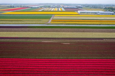 Hollanda 'da bahar zamanı kanalın yanı sıra renkli lalelerin, nergislerin ve sümbül tarlalarının hava manzarası.