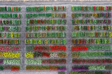 Aerial drone view of assorted colorful Tulip flower fields in rectangular pattern during spring time in the Netherlands. clipart
