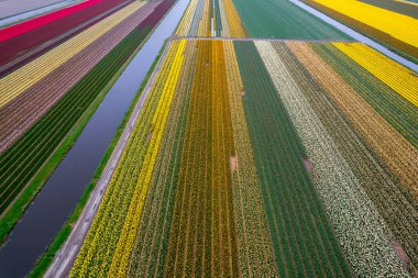 Hollanda 'da bahar zamanı kanalın yanı sıra renkli lalelerin, nergislerin ve sümbül tarlalarının hava manzarası.