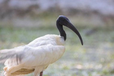 Siyah boyunlu leylek Hindistan 'da yaygın olarak bulunur. Ayrıca Hint beyaz Ibis olarak da bilinir. Yakın çekim..