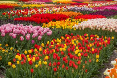 Hollanda, Lisse 'deki Lale çiftliğinde bahar zamanı çeşitli lale çiçekleri