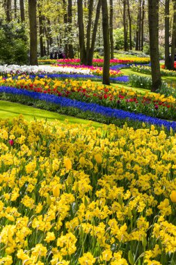 Hollanda Lisse 'deki Keukenhof Bahçeleri kanal boyunca parlak çiçek sergisi.