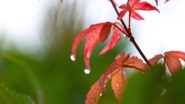 Kırmızı Japon akçaağaç dalına yağmur damlası