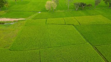 Hindistan 'ın Mysore şehrinin kırsal kesimindeki çeltik tarlalarının havadan görünüşü, Güney Hindistan' daki Karnataka.
