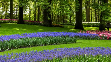 Hollanda 'daki Keukenhof bahçelerinin panoramik manzarası.