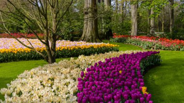 Hollanda 'daki Keukenhof bahçelerindeki sıra sıra lale çiçeklerinin yakın görüntüsü