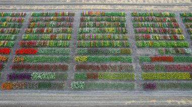 Aerial drone view of assorted colorful Tulip flower fields in rectangular pattern during spring time in the Netherlands. clipart
