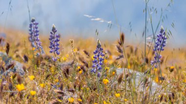 Yaban çiçeği çayırındaki mavi Lupine çiçeklerinin yakın görüntüsü, seçici bir odak noktası.