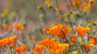 Parlak turuncu gelincik çiçekleri yakın çekim, Antilop vadisinde, California.